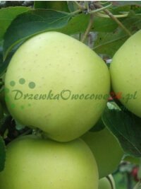 Gyümölcsfák gyümölcs palánták cserjék nagykereskedelem növények kiskereskedelme Lengyelország