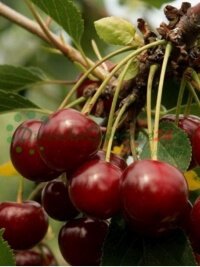 Gyümölcsfák gyümölcs palánták cserjék nagykereskedelem növények kiskereskedelme Lengyelország